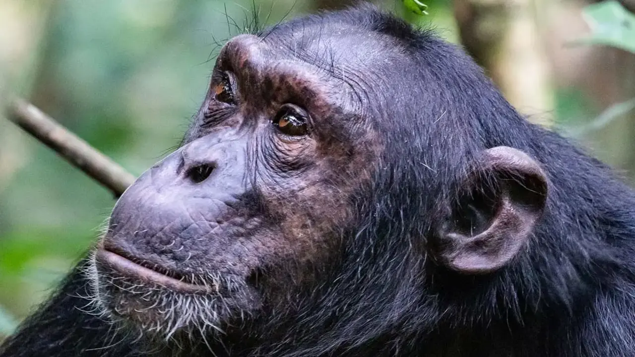 Şempanzeler Arasında İç Savaş Başladı! 4 Sempanze Ngogo.webp